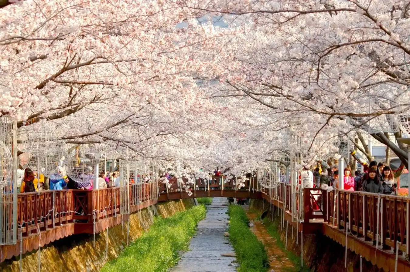 Công viên Yeoui-Do - Lễ hội hoa anh đào Yeouido
